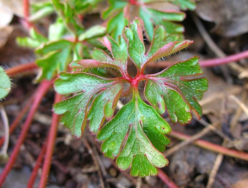 Geranium purpureum / Geranio purpureo